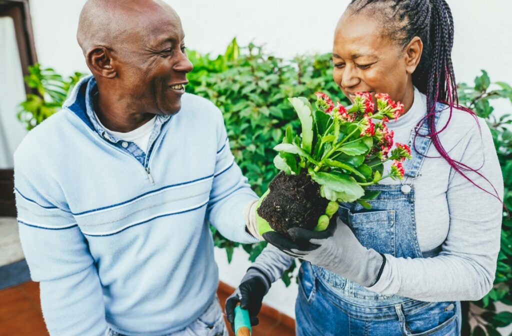 An older adult couple smiling and gardening outdoors together